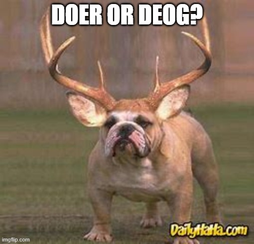 super cursed lol | DOER OR DEOG? | image tagged in cursed image | made w/ Imgflip meme maker