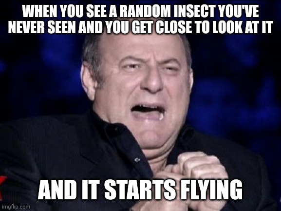 WHEN YOU SEE A RANDOM INSECT YOU'VE NEVER SEEN AND YOU GET CLOSE TO LOOK AT IT; AND IT STARTS FLYING | made w/ Imgflip meme maker