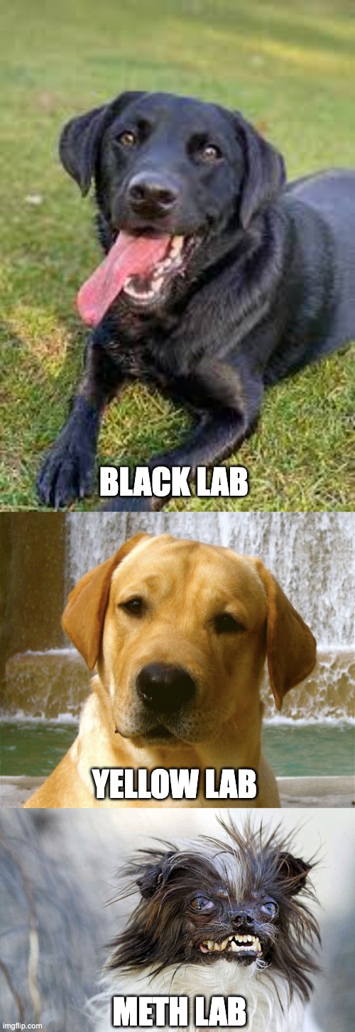 Lab | BLACK LAB; YELLOW LAB; METH LAB | image tagged in meth | made w/ Imgflip meme maker