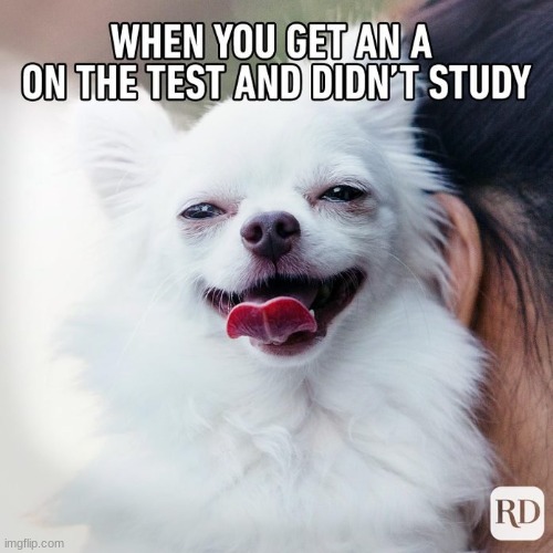 lol be happy as hell | image tagged in dog,grades | made w/ Imgflip meme maker