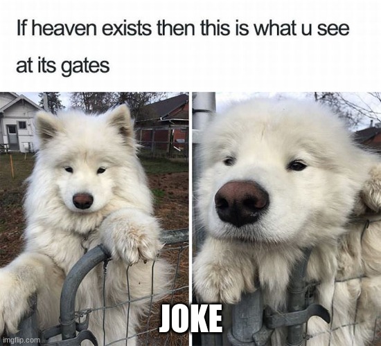 heaven you go | JOKE | image tagged in heaven,dog,open the gate a little | made w/ Imgflip meme maker