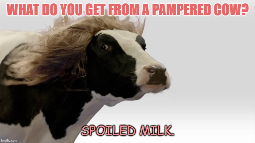 Daily Bad Dad Joke November 8 2021 | WHAT DO YOU GET FROM A PAMPERED COW? SPOILED MILK. | image tagged in fabio cow | made w/ Imgflip meme maker