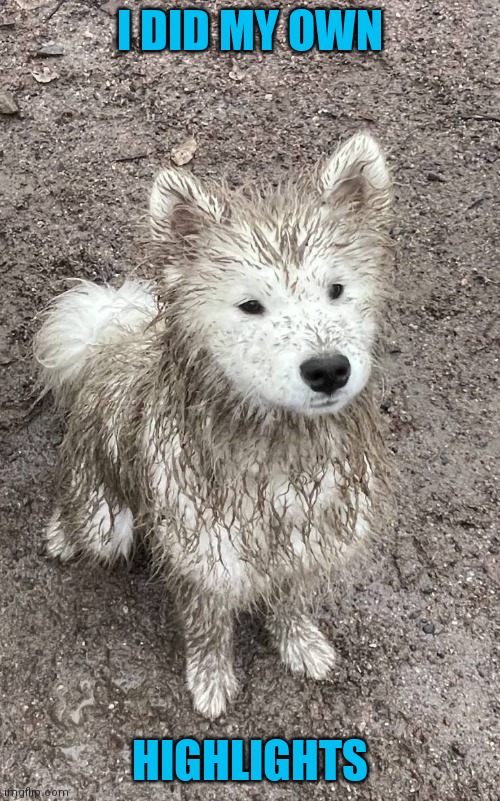 Do it yourself | I DID MY OWN; HIGHLIGHTS | image tagged in dogs,highlights | made w/ Imgflip meme maker