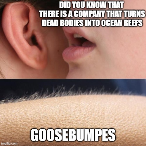 Whisper and Goosebumps | DID YOU KNOW THAT 
THERE IS A COMPANY THAT TURNS
DEAD BODIES INTO OCEAN REEFS; GOOSEBUMPES | image tagged in whisper and goosebumps | made w/ Imgflip meme maker