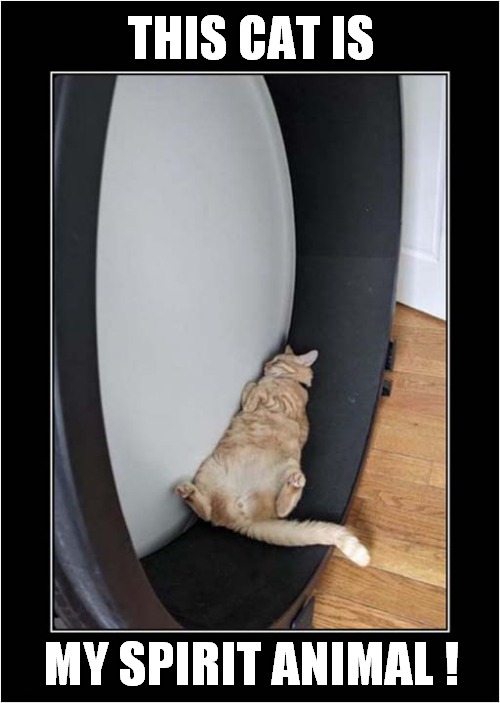 The Correct Misuse Of An Exercise Wheel ! | THIS CAT IS; MY SPIRIT ANIMAL ! | image tagged in cats,exercise,sleeping cat | made w/ Imgflip meme maker