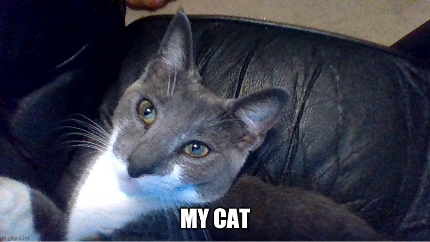 Cat :) | MY CAT | image tagged in cats | made w/ Imgflip meme maker