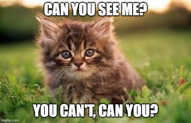 CAN YOU SEE ME? YOU CAN'T, CAN YOU? | image tagged in cats,kitten,cute | made w/ Imgflip meme maker