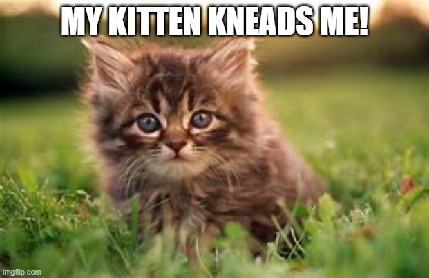  MY KITTEN KNEADS ME! | image tagged in cats,kittens,fun,cute | made w/ Imgflip meme maker