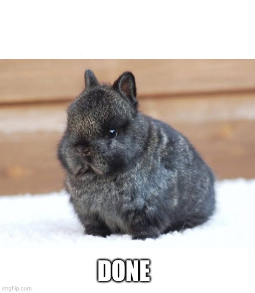 Give an example of the word "Perfection" | DONE | image tagged in rabbit | made w/ Imgflip meme maker