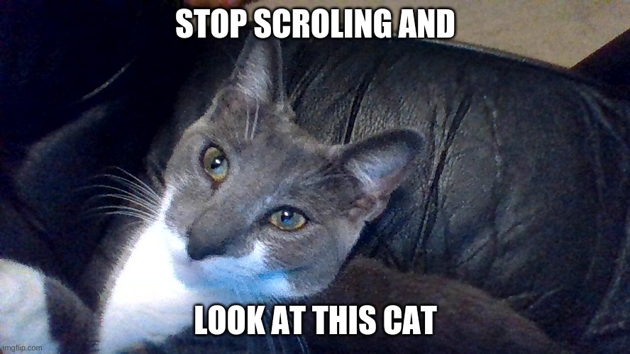 this cat wishes anyone a good day | STOP SCROLING AND; LOOK AT THIS CAT | image tagged in cats | made w/ Imgflip meme maker