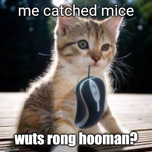 Cat with computer mouse | me catched mice; wuts rong hooman? | image tagged in cat with computer mouse | made w/ Imgflip meme maker