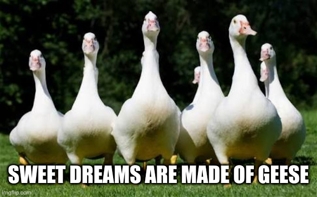 Some of them want to be a goose | SWEET DREAMS ARE MADE OF GEESE | image tagged in the geese | made w/ Imgflip meme maker