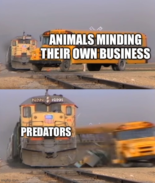 A train hitting a school bus | ANIMALS MINDING THEIR OWN BUSINESS; PREDATORS | image tagged in a train hitting a school bus | made w/ Imgflip meme maker