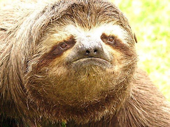 Sad sloth Blank Meme Template