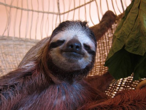 Sloth hammock Blank Meme Template