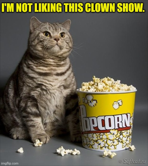 Cat eating popcorn | I'M NOT LIKING THIS CLOWN SHOW. | image tagged in cat eating popcorn | made w/ Imgflip meme maker