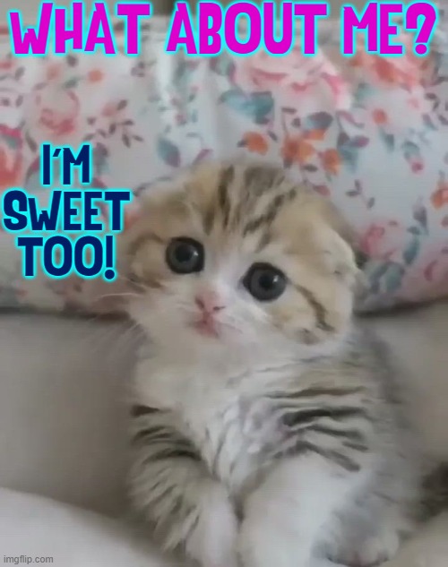 The Quest for Love: a Never-Ending Story | WHAT ABOUT ME? I'M SWEET TOO! | image tagged in vince vance,cats,cute cat,i love cats,sad kitten,here kitty | made w/ Imgflip meme maker