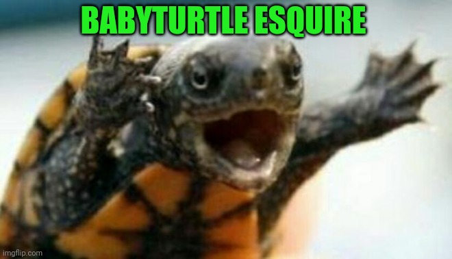 Turtle Say What? | BABYTURTLE ESQUIRE | image tagged in turtle say what | made w/ Imgflip meme maker