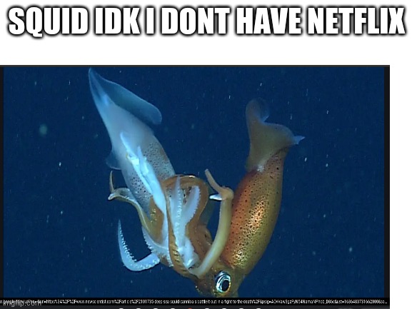 SQUID IDK I DONT HAVE NETFLIX | image tagged in squid game | made w/ Imgflip meme maker