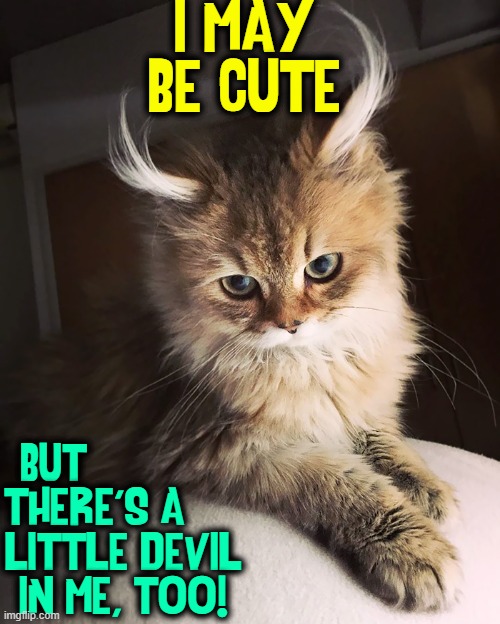 Part of a Cat's Charm is her devilish streak | I MAY BE CUTE; BUT            
THERE'S A     
LITTLE DEVIL
IN ME, TOO! | image tagged in vince vance,cats,little devil,cute cat,memes,meow | made w/ Imgflip meme maker