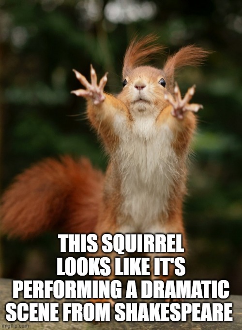 Squirrel |  THIS SQUIRREL LOOKS LIKE IT'S PERFORMING A DRAMATIC SCENE FROM SHAKESPEARE | image tagged in squirrel | made w/ Imgflip meme maker