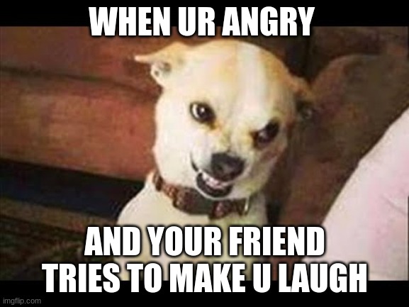 why tho | WHEN UR ANGRY; AND YOUR FRIEND TRIES TO MAKE U LAUGH | image tagged in angry dog,why tho | made w/ Imgflip meme maker