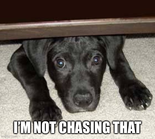 Scared dog | I’M NOT CHASING THAT | image tagged in scared dog,scared,dog | made w/ Imgflip meme maker