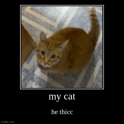 this is my cat, whom i love. | image tagged in cat,thicc,chubby | made w/ Imgflip demotivational maker