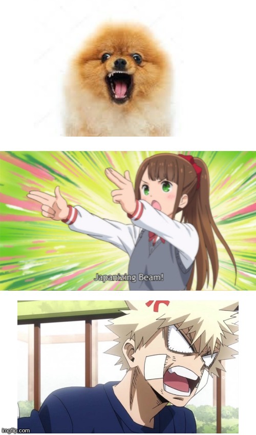 Angry Pomeranian= Bakugou Katsuki | image tagged in anime japanizing beam | made w/ Imgflip meme maker