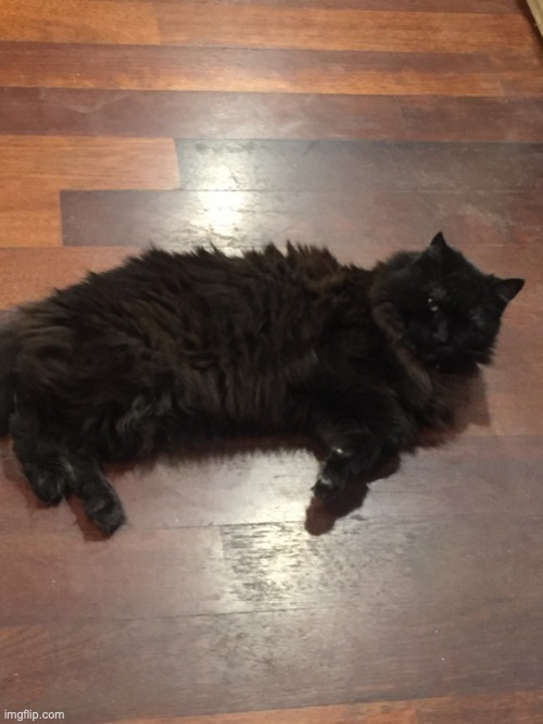 My cat | image tagged in the great snug rug | made w/ Imgflip meme maker