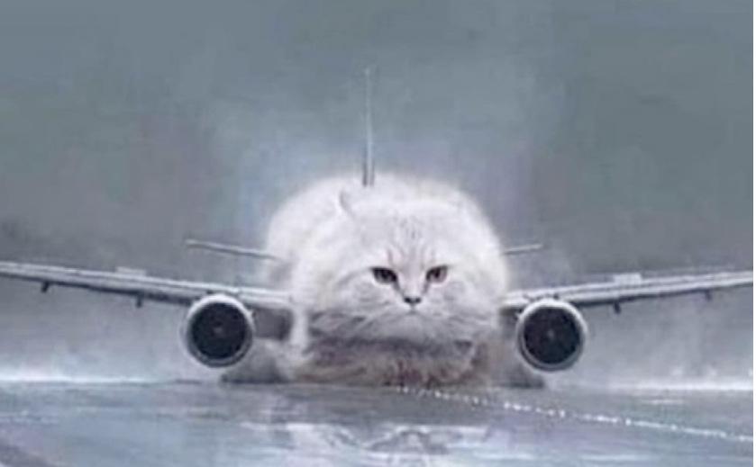 Airplane Cat Blank Meme Template
