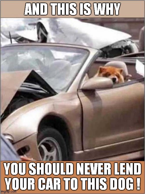 Dodgy Doggy Driver ! | AND THIS IS WHY; YOU SHOULD NEVER LEND YOUR CAR TO THIS DOG ! | image tagged in dogs,driving,car crash | made w/ Imgflip meme maker