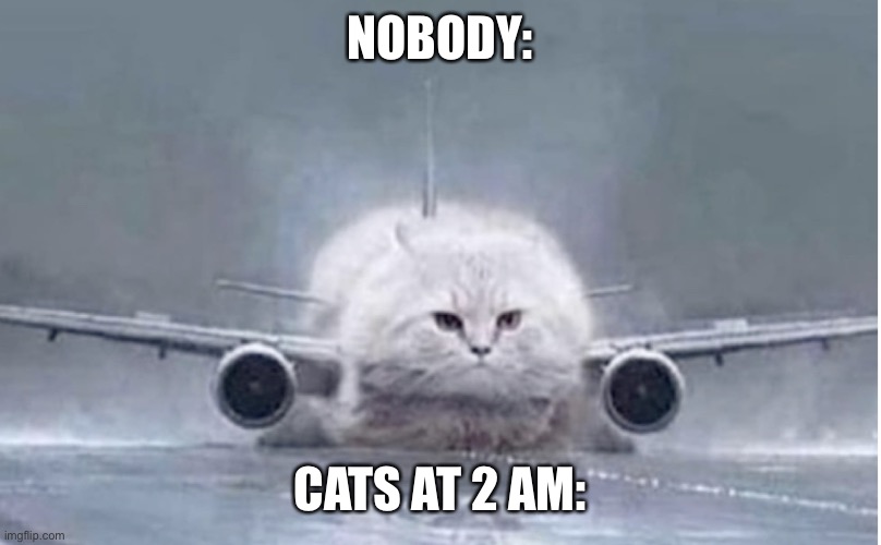 Airplane Cat | NOBODY:; CATS AT 2 AM: | image tagged in airplane cat | made w/ Imgflip meme maker