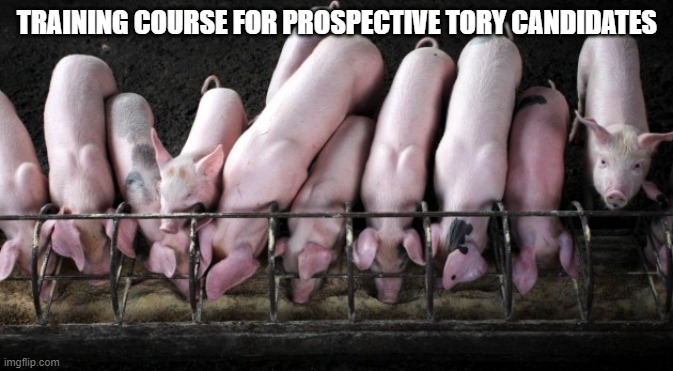 Pigs at trough | TRAINING COURSE FOR PROSPECTIVE TORY CANDIDATES | image tagged in pigs at trough | made w/ Imgflip meme maker