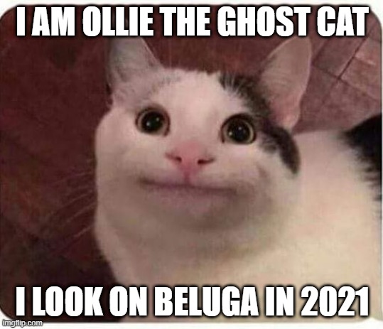 Ollie Sees Beluga | I AM OLLIE THE GHOST CAT; I LOOK ON BELUGA IN 2021 | image tagged in cats,ollie the polite cat,beluga | made w/ Imgflip meme maker