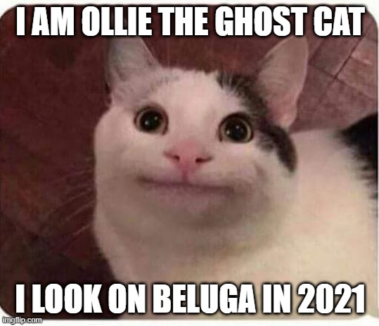 Smiling Cat Beluga - Cat Beluga | Poster