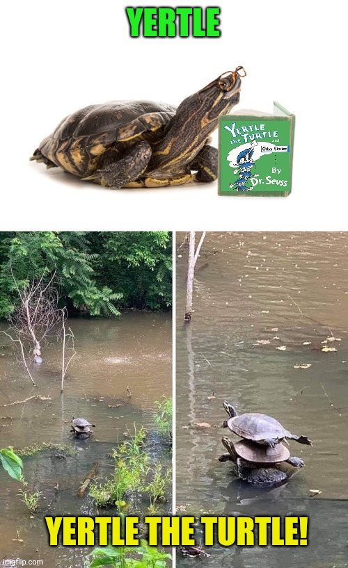 Turtle Power |  YERTLE; YERTLE THE TURTLE! | image tagged in turtle meme,yertle,turtle,dr seuss | made w/ Imgflip meme maker