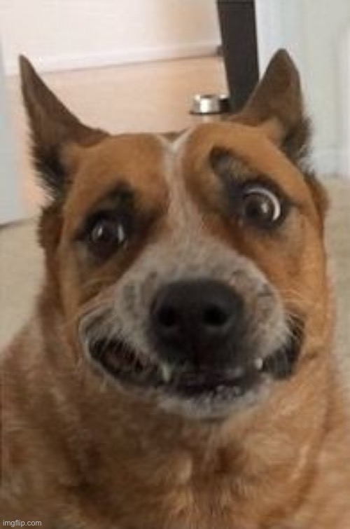 My punishment. Try to stop me. It wont work | image tagged in dog cringe | made w/ Imgflip meme maker