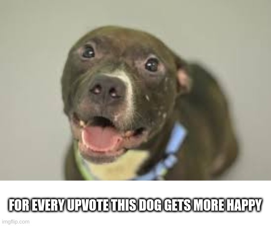 dog | FOR EVERY UPVOTE THIS DOG GETS MORE HAPPY | image tagged in doge,not my dog lol i got this dog from google images | made w/ Imgflip meme maker