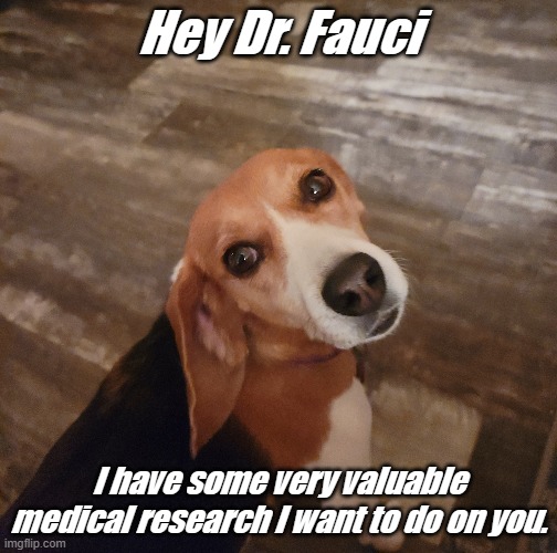 Beagles Unite to Bite | Hey Dr. Fauci; I have some very valuable medical research I want to do on you. | image tagged in lola,beagle | made w/ Imgflip meme maker