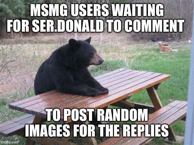 Patient Bear | MSMG USERS WAITING FOR SER.DONALD TO COMMENT; TO POST RANDOM IMAGES FOR THE REPLIES | image tagged in patient bear | made w/ Imgflip meme maker