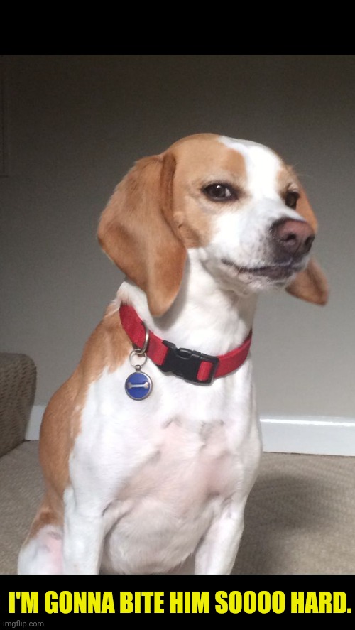 Skeptical beagle | I'M GONNA BITE HIM SOOOO HARD. | image tagged in skeptical beagle | made w/ Imgflip meme maker