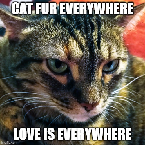 Sweet Kitty | CAT FUR EVERYWHERE; LOVE IS EVERYWHERE | image tagged in sweet kitty | made w/ Imgflip meme maker