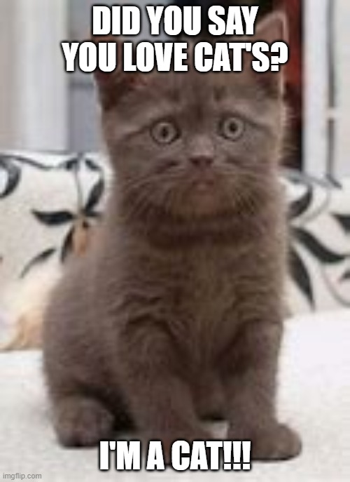 DID YOU SAY YOU LOVE CAT'S? I'M A CAT!!! | image tagged in cats,love,kittens,cute cat | made w/ Imgflip meme maker