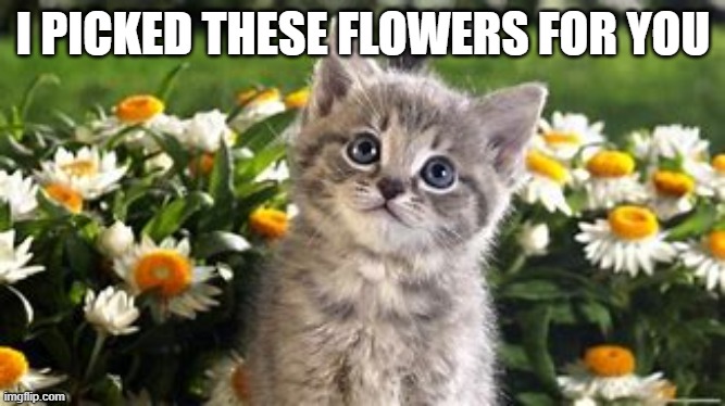 I PICKED THESE FLOWERS FOR YOU | image tagged in cats,kittens,flowers,cute | made w/ Imgflip meme maker