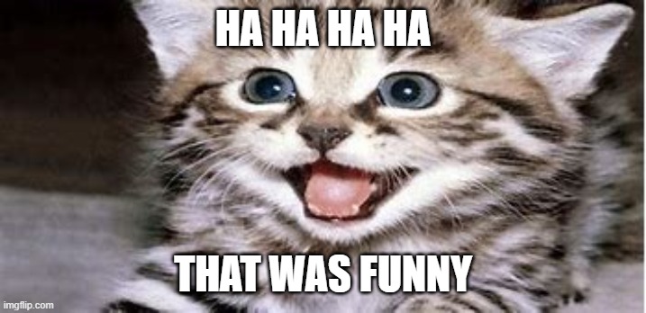HA HA HA HA; THAT WAS FUNNY | image tagged in cats,kittens,cute,laugh | made w/ Imgflip meme maker