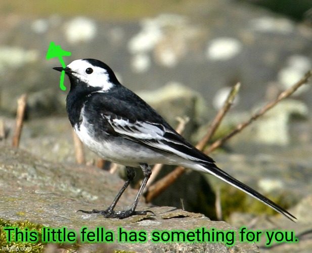 Savage Pied Wagtail | This little fella has something for you. | image tagged in savage pied wagtail | made w/ Imgflip meme maker