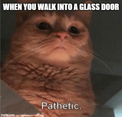 Relatable, anyone? | WHEN YOU WALK INTO A GLASS DOOR | image tagged in pathetic cat,relatable,funny,door,glass,when you realize | made w/ Imgflip meme maker