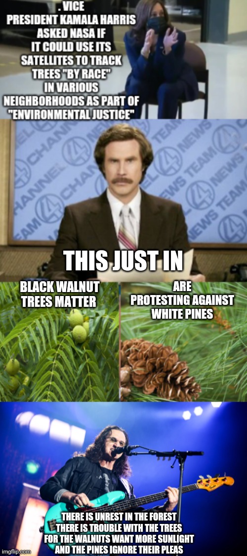 THIS JUST IN; ARE PROTESTING AGAINST WHITE PINES; BLACK WALNUT TREES MATTER; THERE IS UNREST IN THE FOREST
THERE IS TROUBLE WITH THE TREES
FOR THE WALNUTS WANT MORE SUNLIGHT
AND THE PINES IGNORE THEIR PLEAS | made w/ Imgflip meme maker