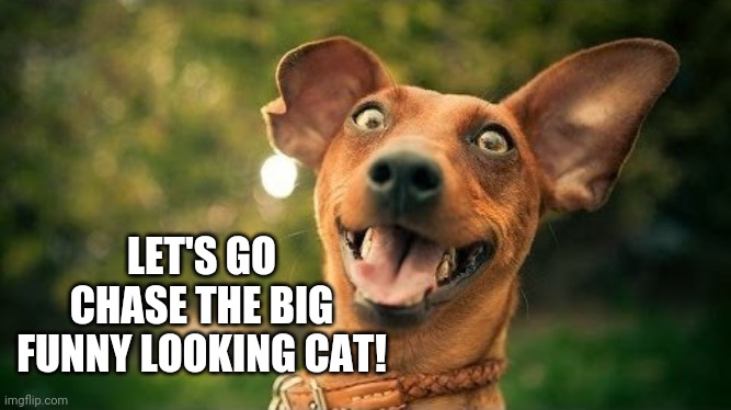 excited dog are you here yet | LET'S GO CHASE THE BIG FUNNY LOOKING CAT! | image tagged in excited dog are you here yet | made w/ Imgflip meme maker